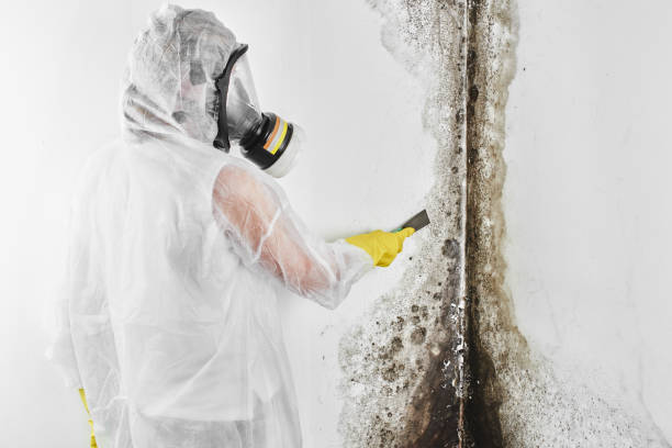 Best Insurance-Related Mold Remediation in Middletown, NY