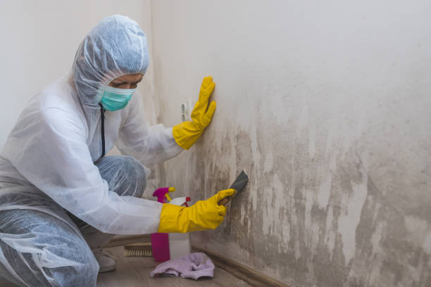 Best Basement Mold Remediation in Middletown, NY