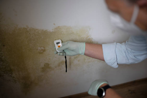 Best Post-Flood Mold Remediation in Middletown, NY