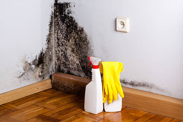 Professional Mold Remediation in Middletown, NY