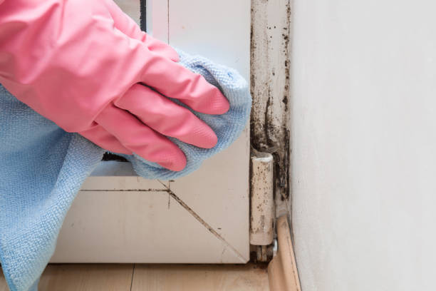Best Black Mold Remediation in Middletown, NY